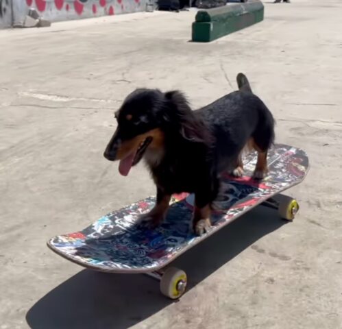 Rowdy, la cagnolina Bassotto che adora andare sullo skateboard (VIDEO)