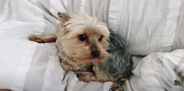 La cagnolina gelosa Gracie non vuole essere distratta dalle coccole mattutine (VIDEO)