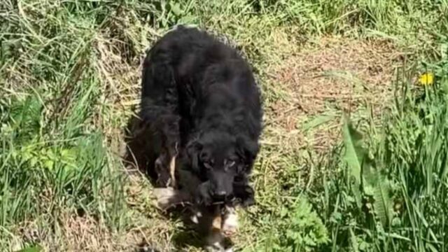 Cagnolini abbandonati e ritrovati nei pressi di un fosso