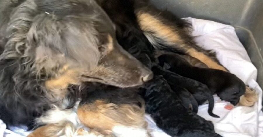 famiglia di cagnolini abbandonata