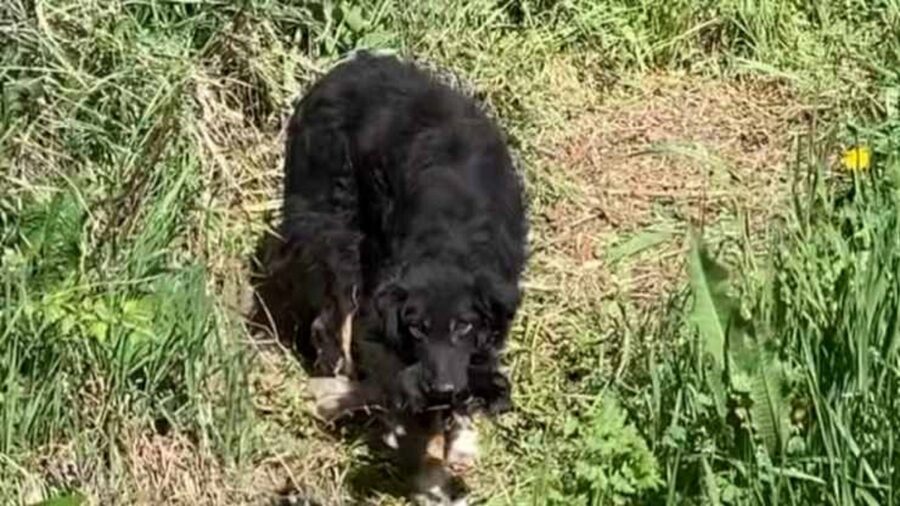 cagnolini abbandonati nei pressi di un fosso