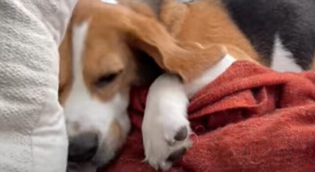 Il cagnolino Beagle Oliver fa la conoscenza di un nuovo cane e forse nuovo amico (VIDEO)