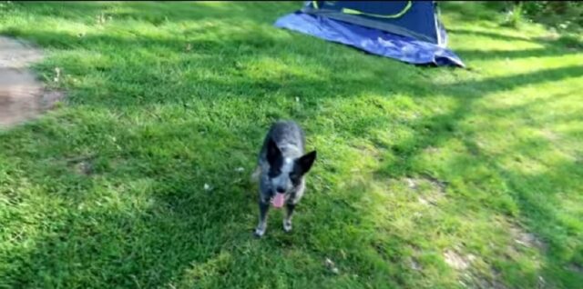 Cagnolino va in campeggio per la prima volta (VIDEO)