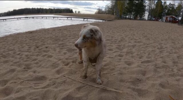 cagnolino va in spiaggia