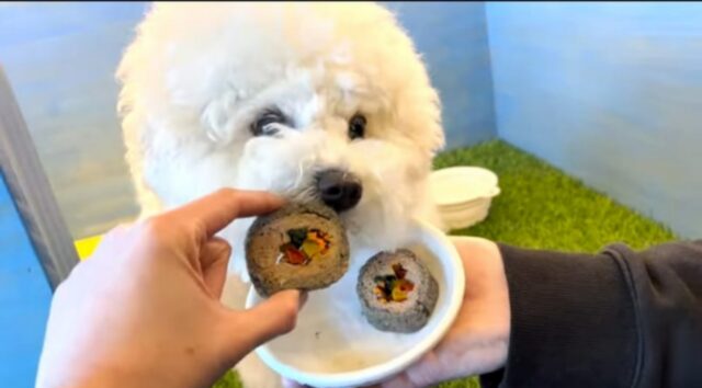 Il simpatico Maltipoo fa un’esperienza magica: mangia il sushi per la prima volta (VIDEO)