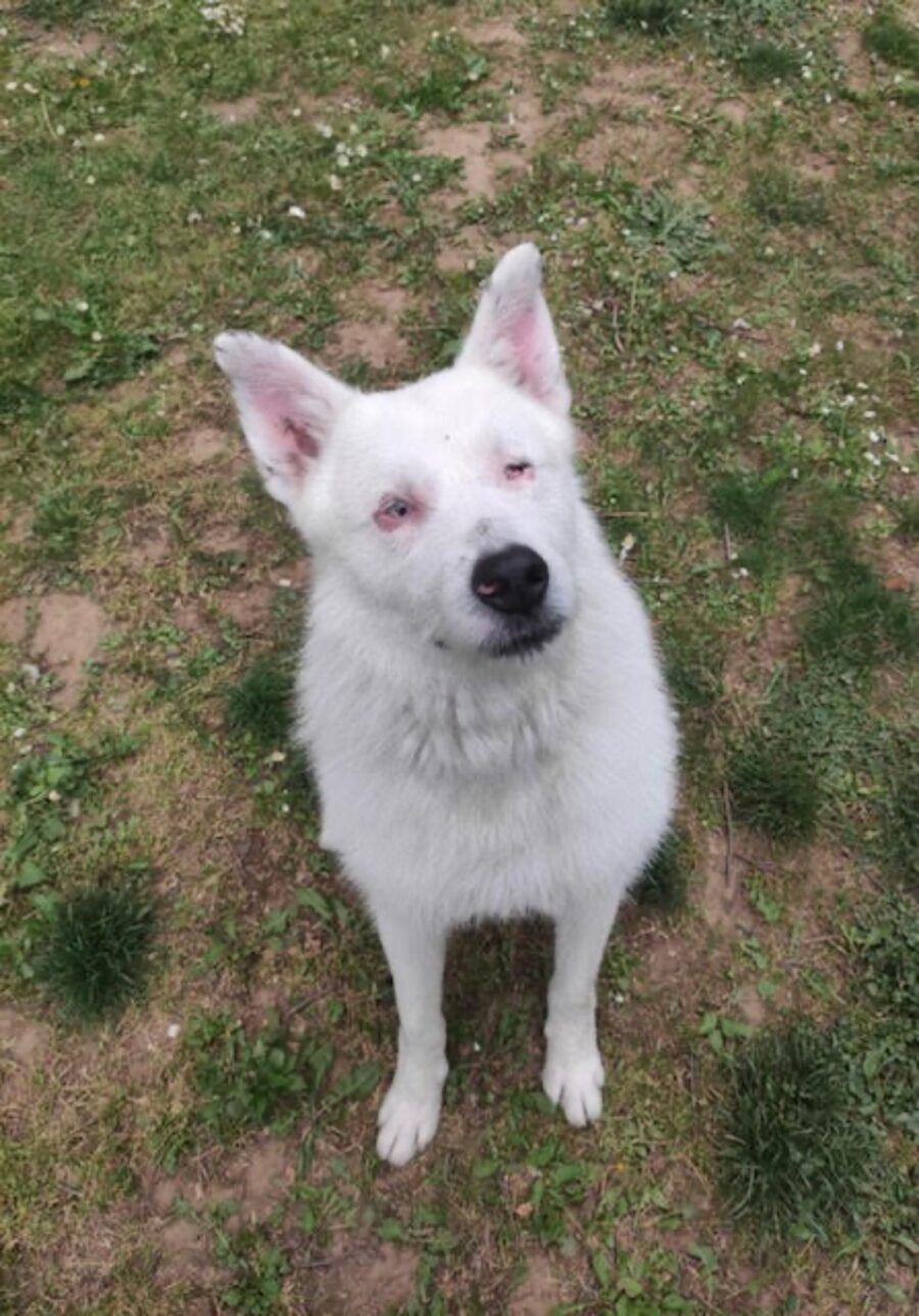 storia di un cagnolino