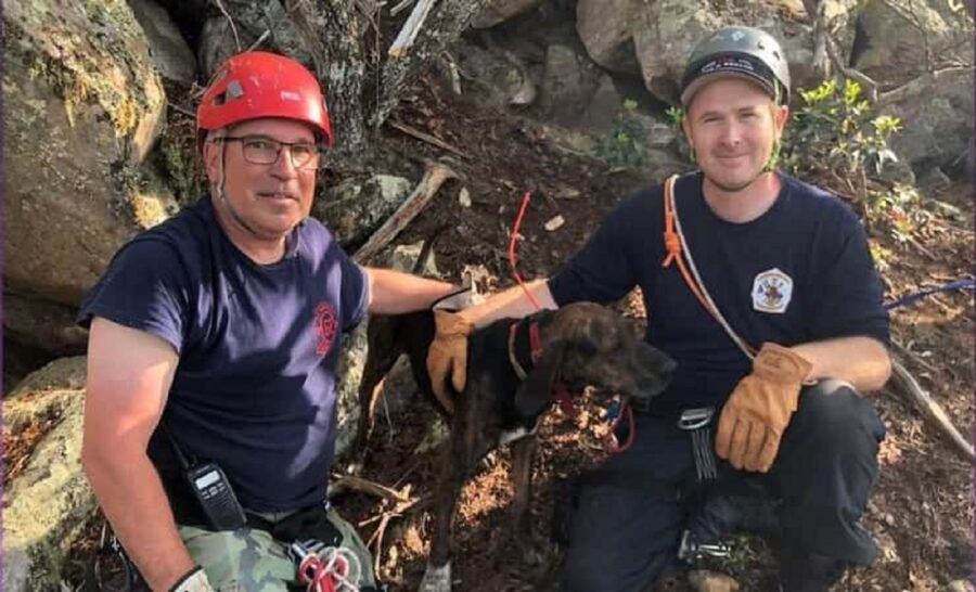 cagnolino salvato dai vigili del fuoco