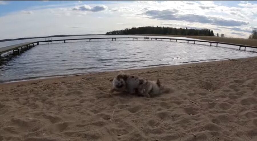 cagnolino va in spiaggia per la prima volta