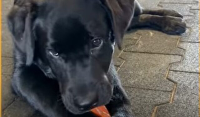 cane mangia carote