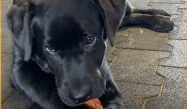 Il cagnolino Beau crede di essere uguale al suo amico cavallo (VIDEO)