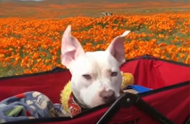 Il cagnolino con bisogni speciali Wheels ha trovato chi gli riempie la vita e il cuore (VIDEO)