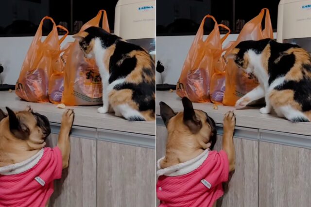 cagnolino convince la gatta a rubare il cibo