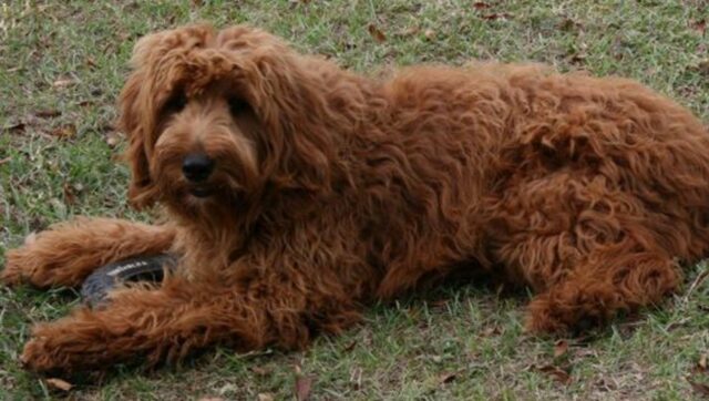 Un cagnolino domestico cerca di vedere dove sia finita una pallina da golf (VIDEO)