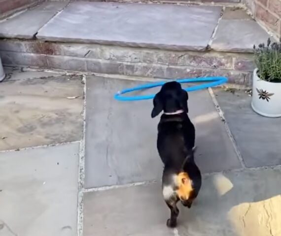 Cagnolino Bassotto non riesce a salire le scale ma trova una soluzione (VIDEO)