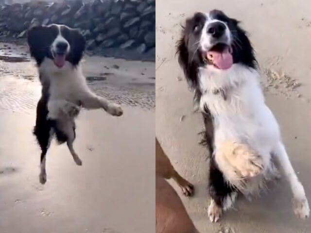 Cagnolino salta di gioia quando arriva in spiaggia (VIDEO)