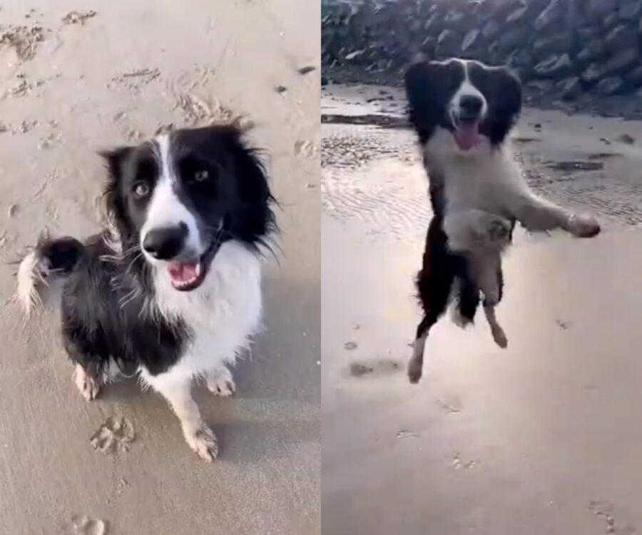 cane salta di gioia in spiaggia