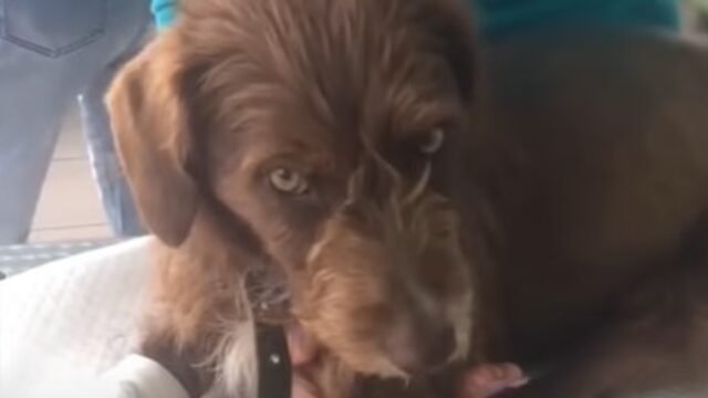 Il cagnolino traumatizzato Lord ha conosciuto il dolore fisico ed emotivo (VIDEO)