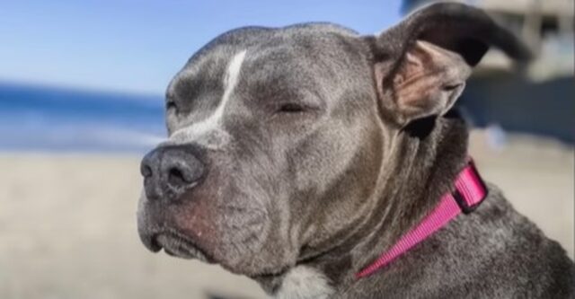 La cagnolona Pitbull Elsie ha avuto la fortuna di cambiare la propria vita (VIDEO)