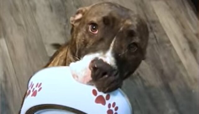 La cagnolona Pitbull Mya ama aiutare sempre la sua umana in ogni cosa (VIDEO)