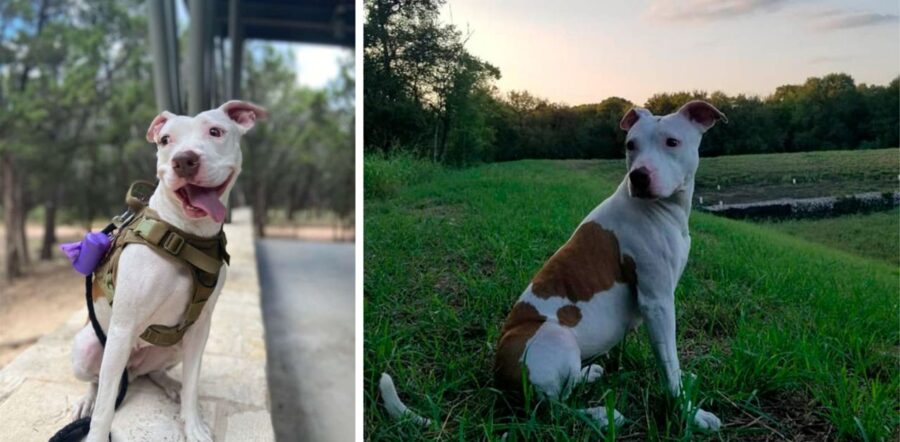 cane combina danni in casa