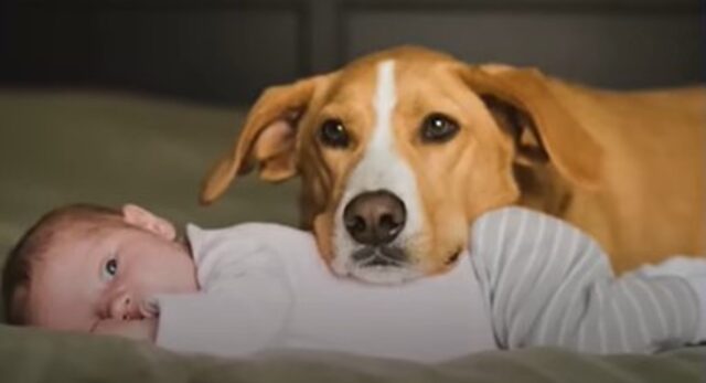 Il cagnolone Beasley ha una sorellina che adora e che accompagna durante la crescita (VIDEO)