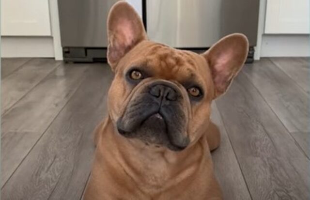 Il cagnolone Bulldog francese Theo è molto viziato e rende felice i suoi umani (VIDEO)