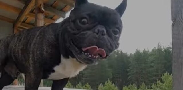 Un cagnolone Bulldog francese vuole uscire a fare una passeggiata (VIDEO)