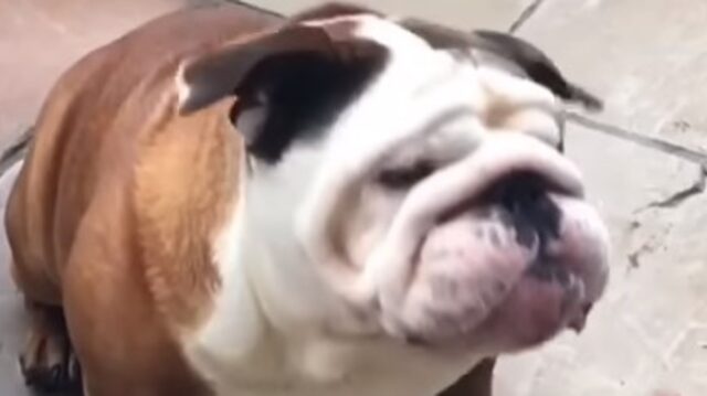 Un cagnolone Bulldog inglese goffo non riesce mai a prendere il cibo al volo (VIDEO)