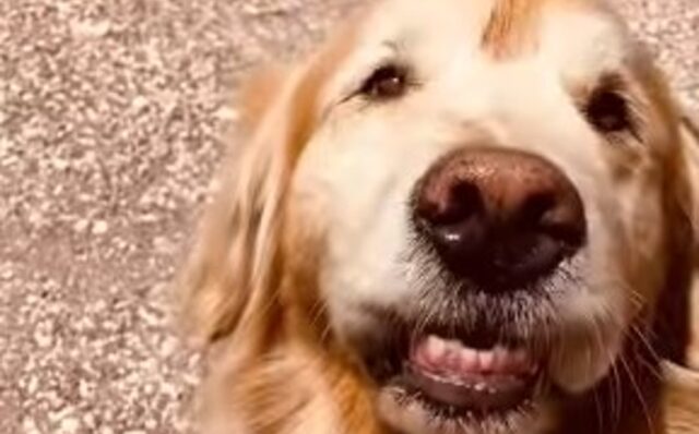 Un cagnolone Golden Retriever diventa protagonista di un video molto divertente (VIDEO)