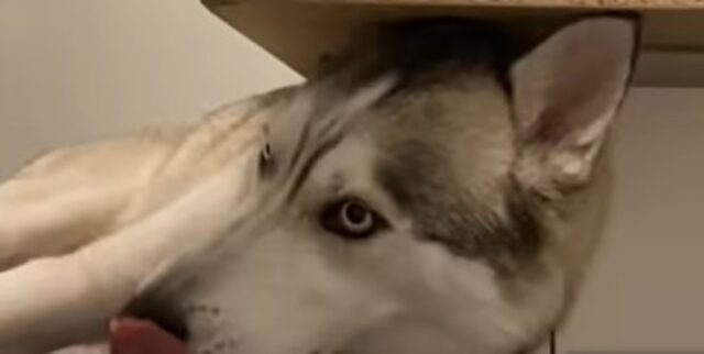 Il cagnolone Husky Jackson ha una famiglia che ama prendersi cura di lui (VIDEO)