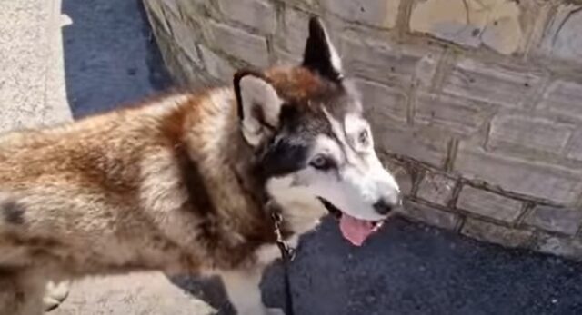 Il cagnolone Husky Sherpa è felice di vivere nuove avventure e assaggiare nuovi sapori (VIDEO)