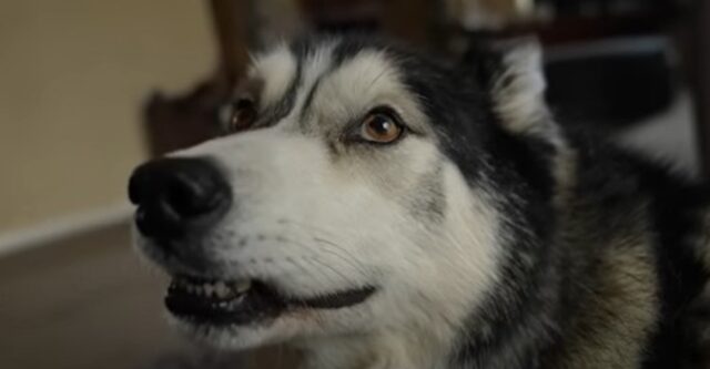 Cagnolone Husky sospettoso non vuole credere alla sua umana che gli dice di stare tranquillo (VIDEO)