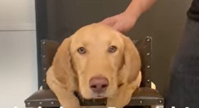 Il cagnolone Monty cerca la famiglia perfetta per lui e per i suoi bisogni (VIDEO)