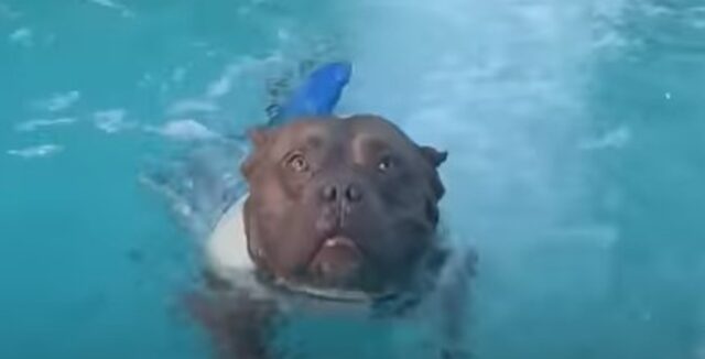Il cagnolone Pit bull Cangri adora l’acqua e adora tantissimo nuotare (VIDEO)