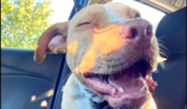 Un cagnolone Pit bull maltrattato riesce a sorridere di nuovo grazie ai suoi salvatori (VIDEO)