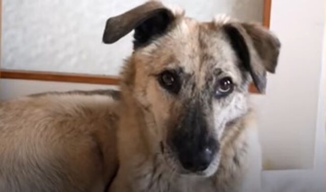 Il cagnolone diffidente Stormy ha scoperto che la vita è molto di più di quello che conosceva (VIDEO)