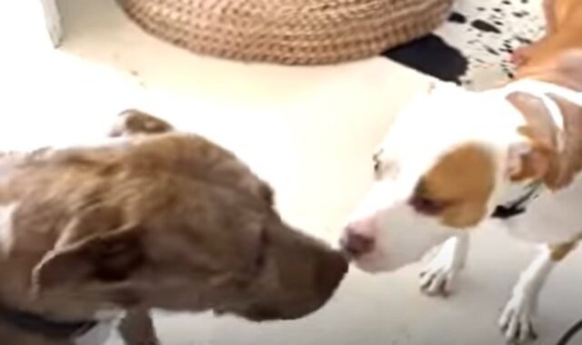 I cagnoloni Pitbull Buster e Lola si sono incontrati dopo un anno dal loro salvataggio (VIDEO)