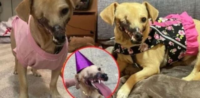 Cane usato come esca per i combattimenti tra cani: ha il viso completamente sfigurato