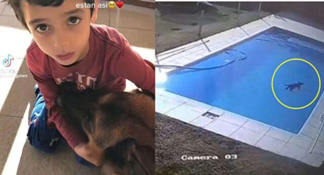 Cane finisce dentro la piscina e il bimbo corre a salvarlo (VIDEO)