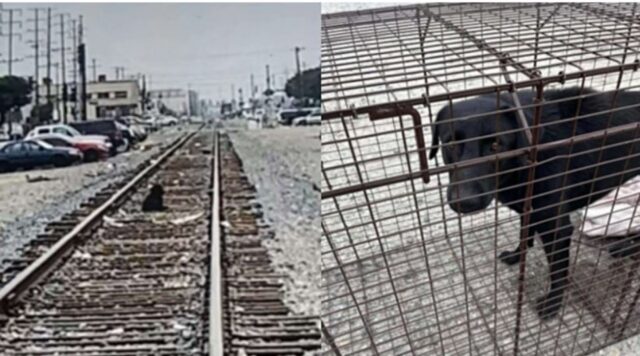 Cane abbandonato sui binari del treno: il suo salvataggio