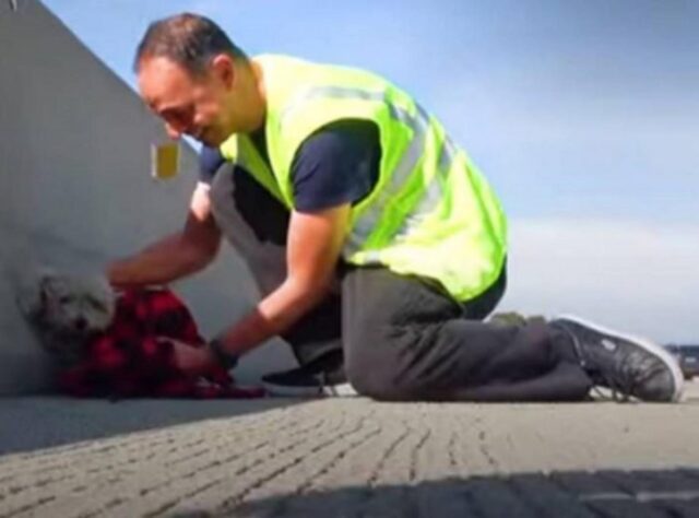 Cane abbandonato sul bordo dell’autostrada a Los Angeles viene soccorso da un automobilista