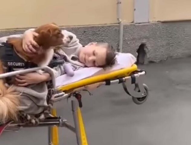 Il cagnolino accompagna il bambino in ambulanza, il commuovente filmato che ha conquistato il web (VIDEO)