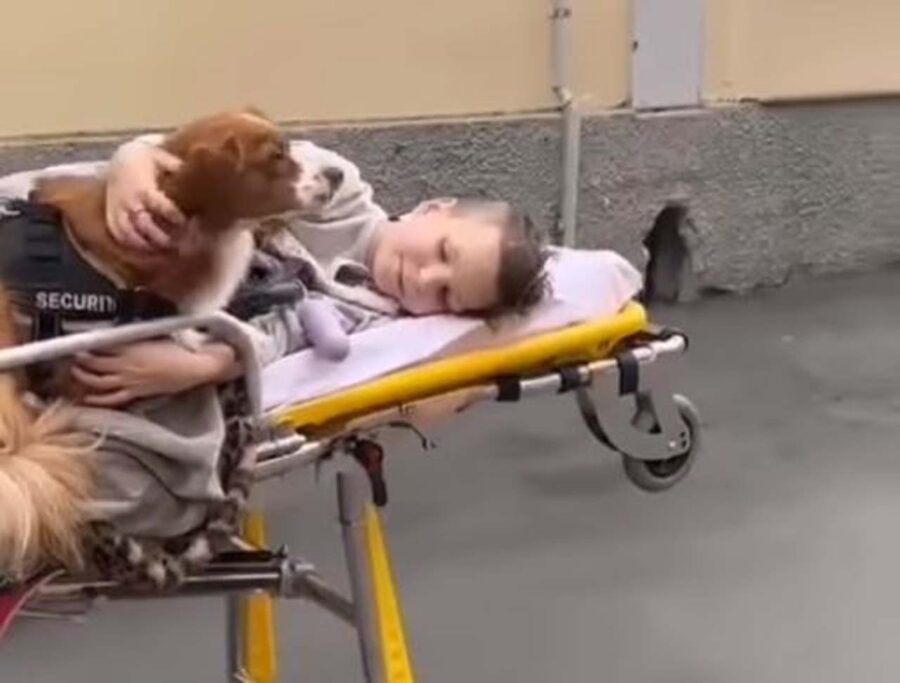 cane accompagna bimbo su ambulanza
