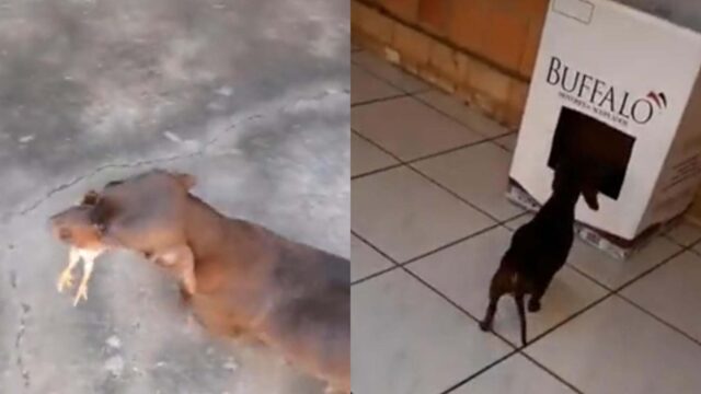 La cagnolina adotta un pulcino e se ne prende cura insieme ai suoi cuccioli