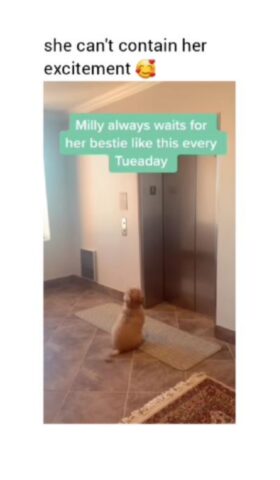 Cane che aspetta la mamma adottiva e non trattiene l’emozione (VIDEO)