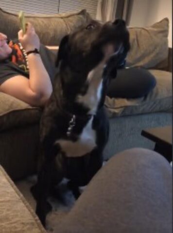 Il cagnolino twerka a tempo di musica per attirare l’attenzione della sua proprietaria (VIDEO)