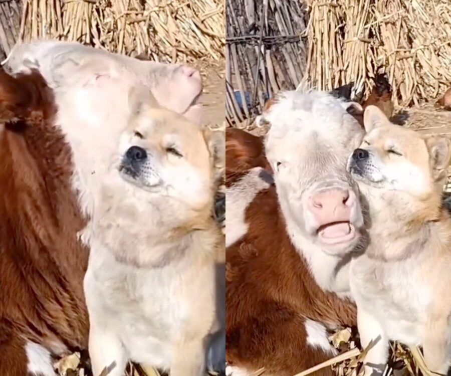cane e mucca amici in fattoria