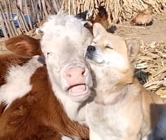 Cane Shiba Inu coccola la sua amica mucca (VIDEO)
