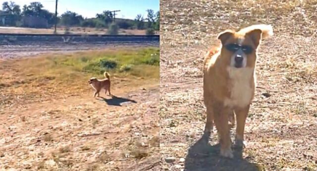 Cane indossa gli occhiali da sole mentre va a passeggio (VIDEO)