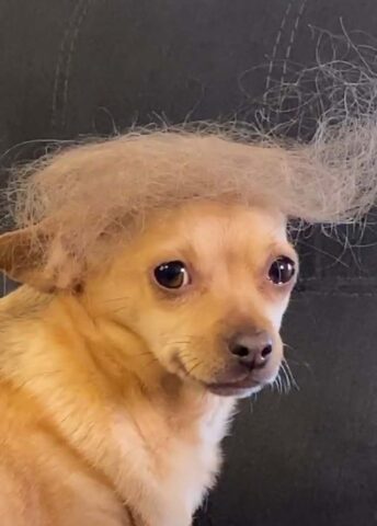 cane con parrucchino
